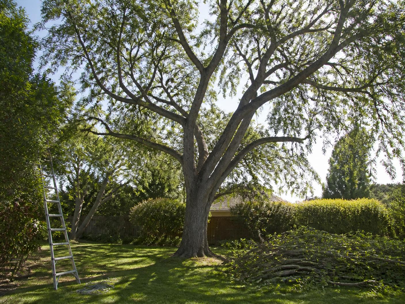 Mature shade tree thinned by Carrillo's Tree Service in a South Bay back yard